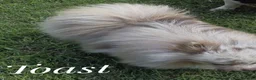 Pomeranian dogs for sale: Toast - Lavender Merle - Ad 3