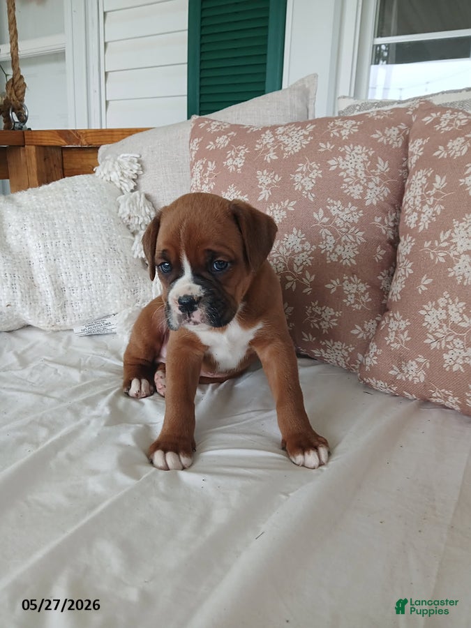 Boxer dogs Theo - Ad 2