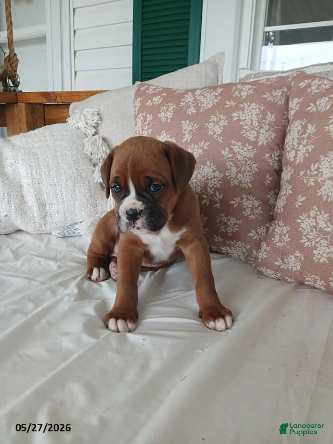 Boxer dogs for sale: Theo - Ad 2