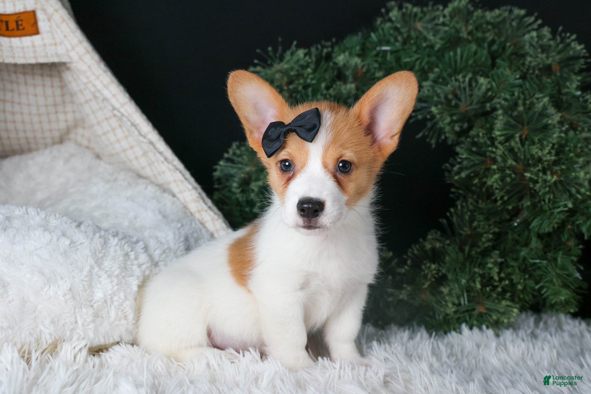 Welsh Corgi Pembroke dogs Iggy - Ad 18
