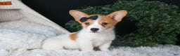 Welsh Corgi Pembroke dogs for sale: Iggy - Ad 1