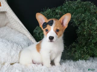 Welsh Corgi Pembroke dogs Iggy - Ad 42