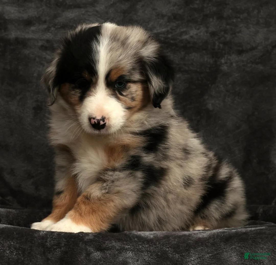 Miniature Australian Shepherd dogs for sale: Stormy - Ad 6