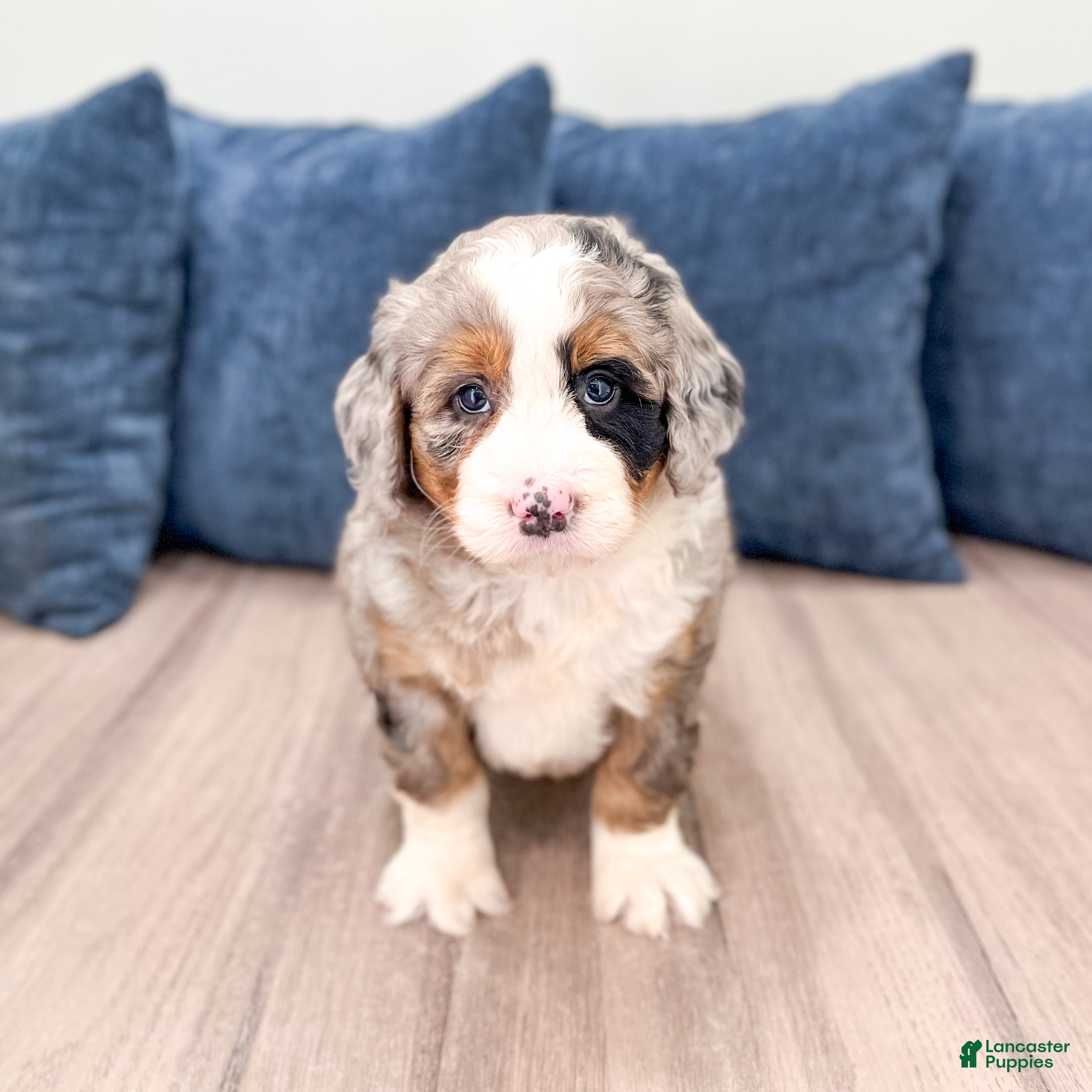 Mini Bernedoodle dogs for sale: Ace - Ad 6