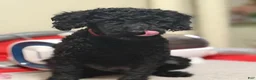 Mixed Breed dogs for sale: Mixed Breed 2 - Ad 3