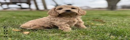 Cockapoo dogs for sale: Luna - Ad 3