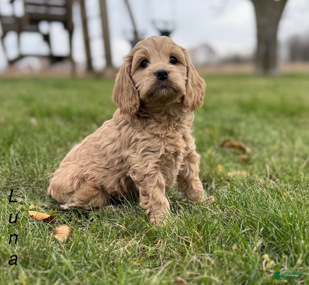Cockapoo dogs for sale: Luna - Ad 3