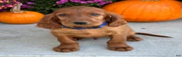 Irish Setter dogs for sale: Ralph - Ad 9