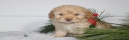 Miniature Poodle dogs for sale: Star - Ad 2