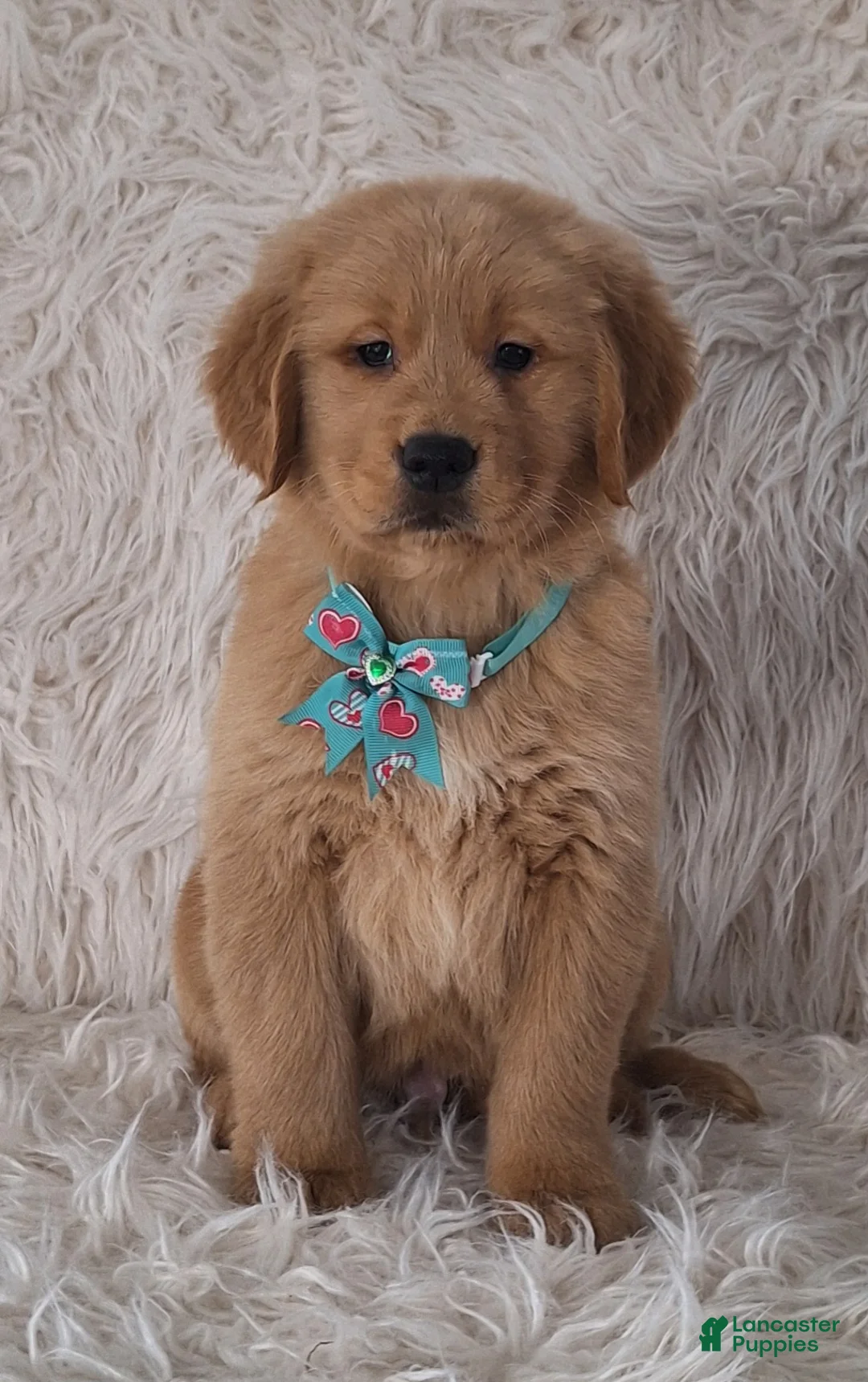 Golden Retriever dogs for sale: Diego - Ad 3