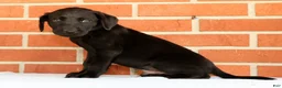 Labrador Retriever dogs for sale: Boomer - Ad 8