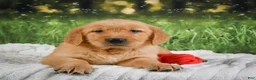 Golden Retriever dogs for sale: Sadie - Ad 9