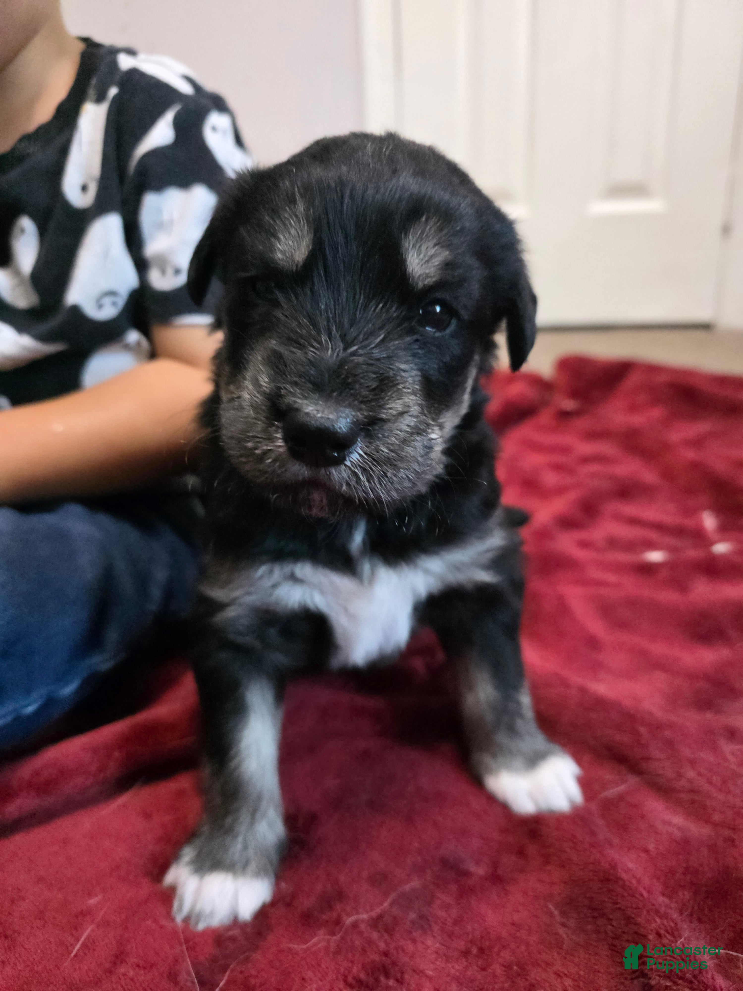 Huskipoo dogs Gaston - Ad 2