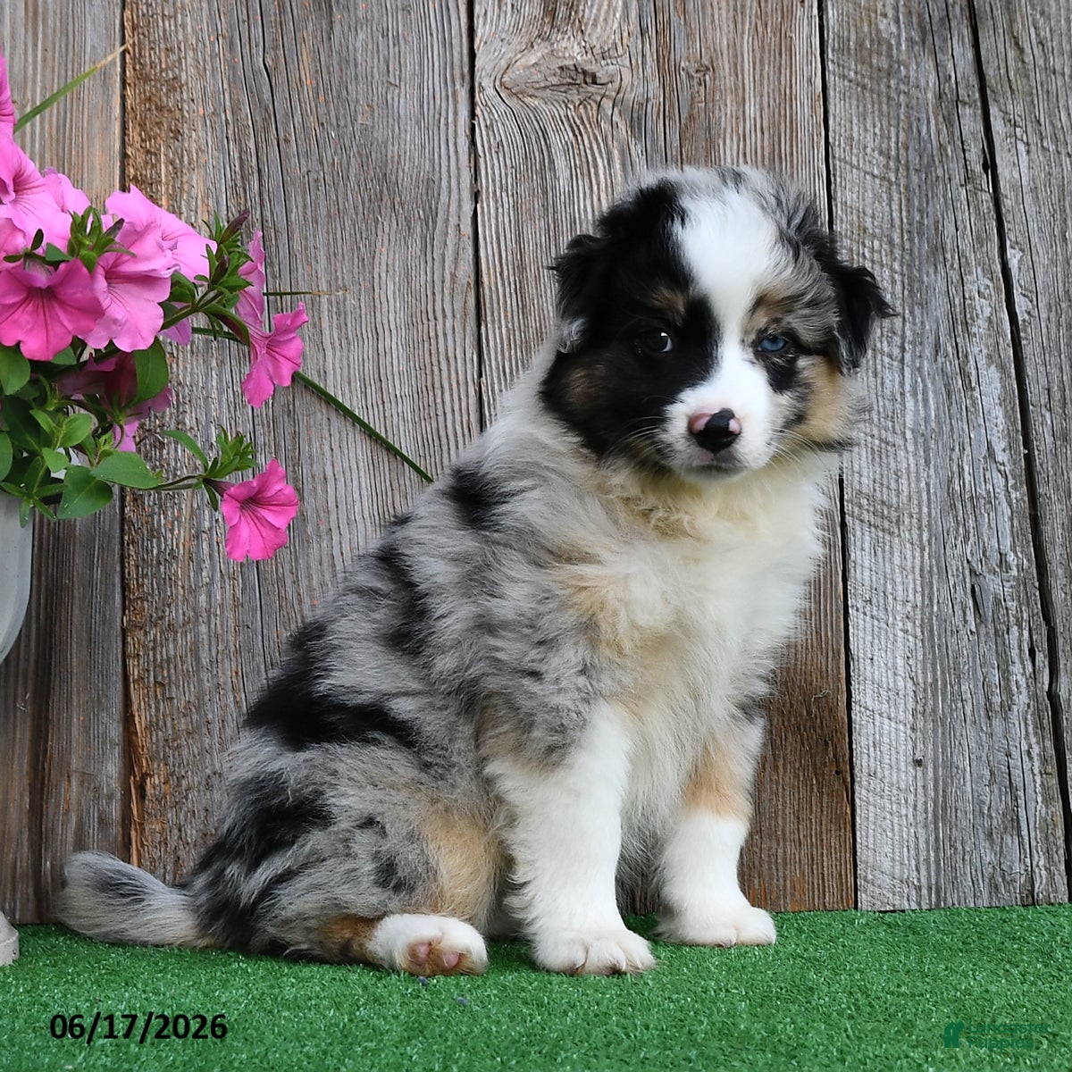 Miniature Australian Shepherd dogs Raine - Ad 1