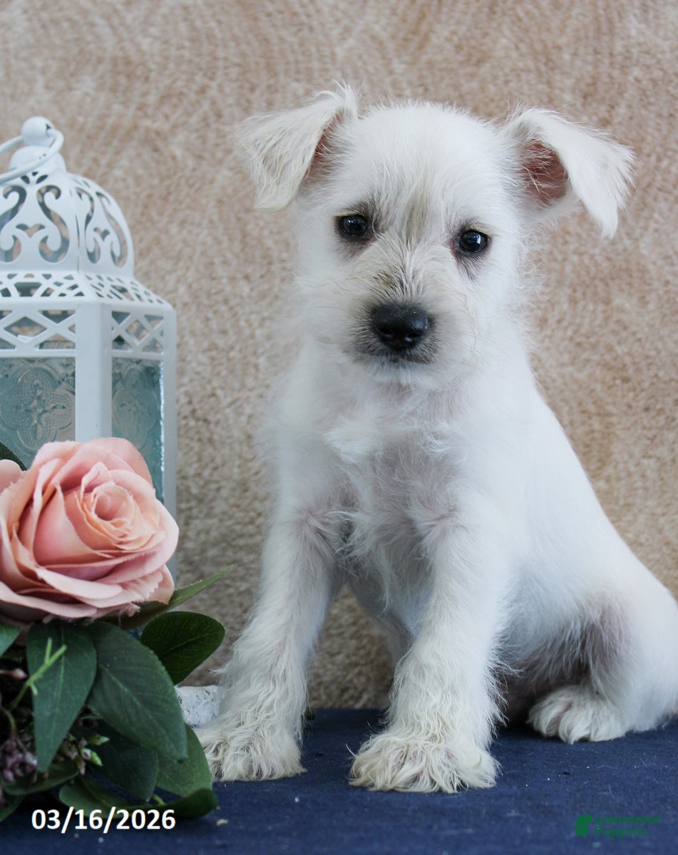 Miniature Schnauzer dogs Quill - Ad 1