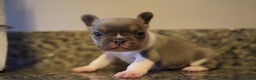 French Bulldog dogs for sale: French Bulldog Puppy  - Ad 6