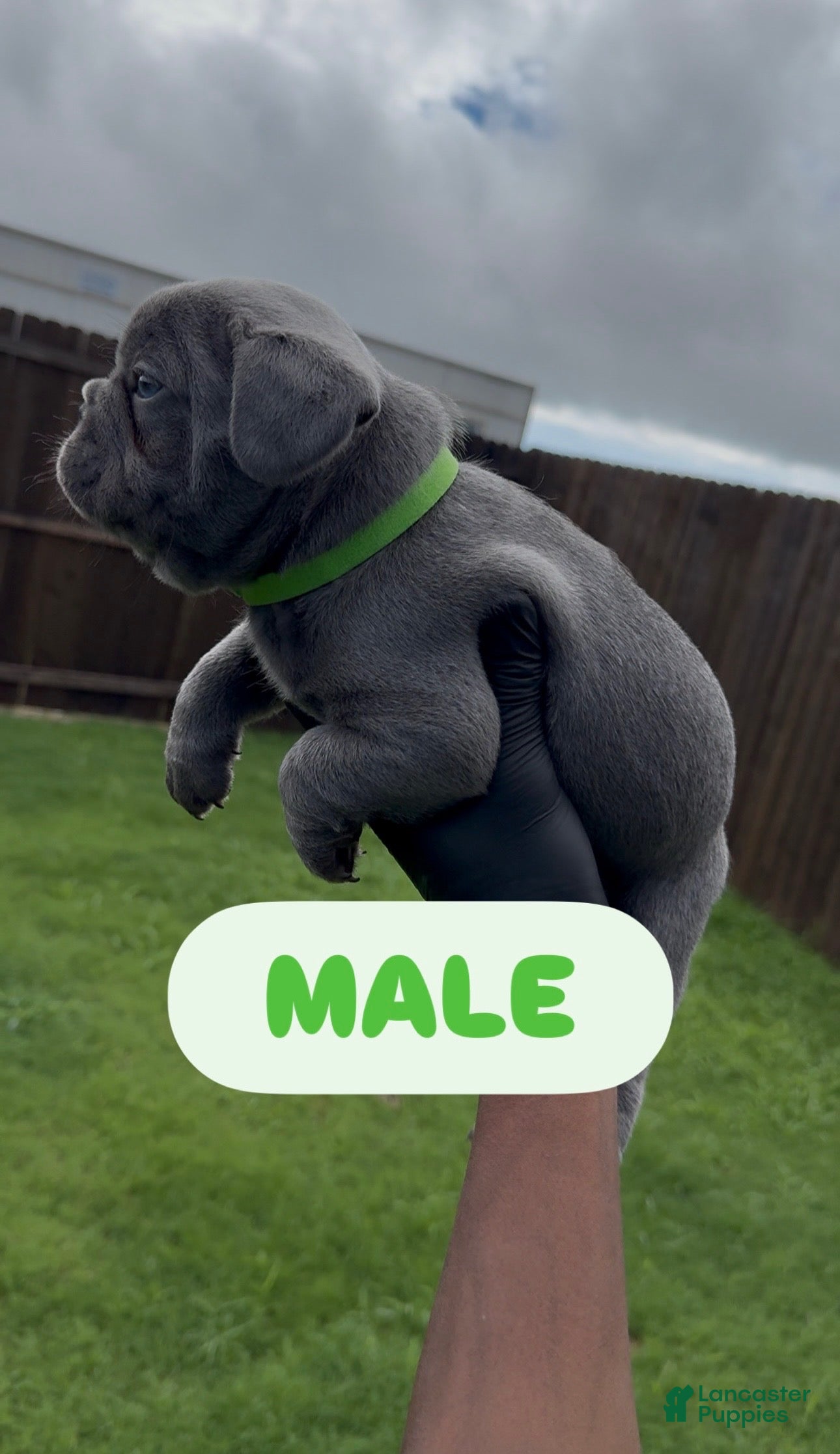 French Bulldog dogs Boy 4 - Ad 16