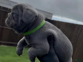 French Bulldog dogs Boy 4 - Ad 16