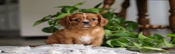 Cavalier King Charles Spaniel dogs for sale: Riley - Ad 7