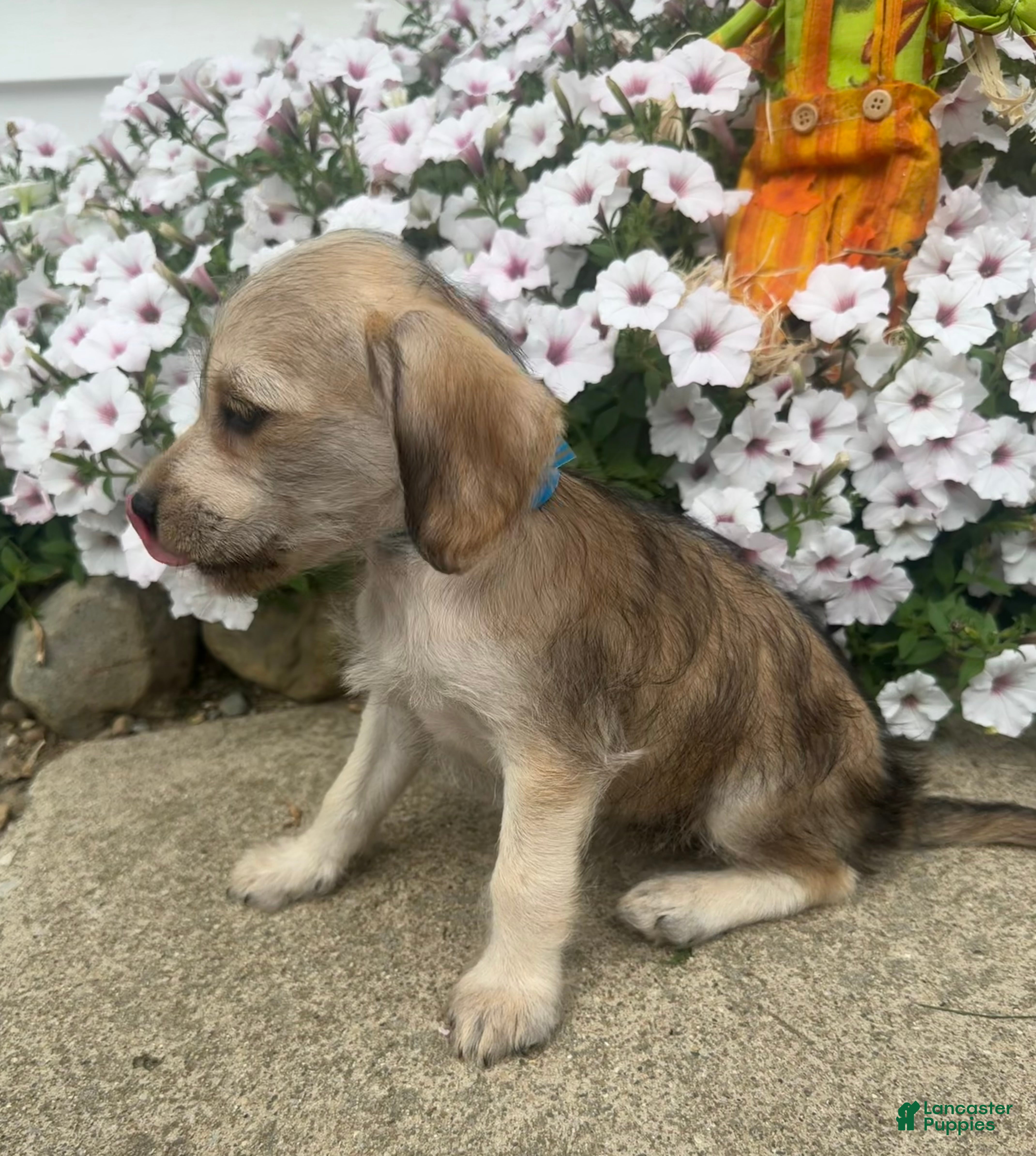 Mixed Breed dogs Minny - Ad 2