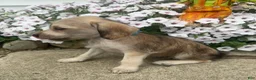Mixed Breed dogs for sale: Minny - Ad 2