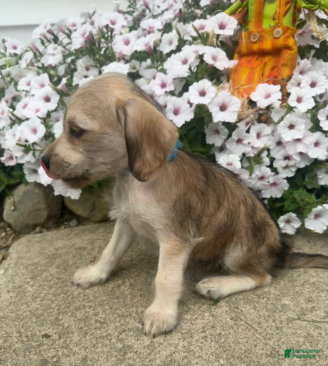 Mixed Breed dogs for sale: Minny - Ad 2