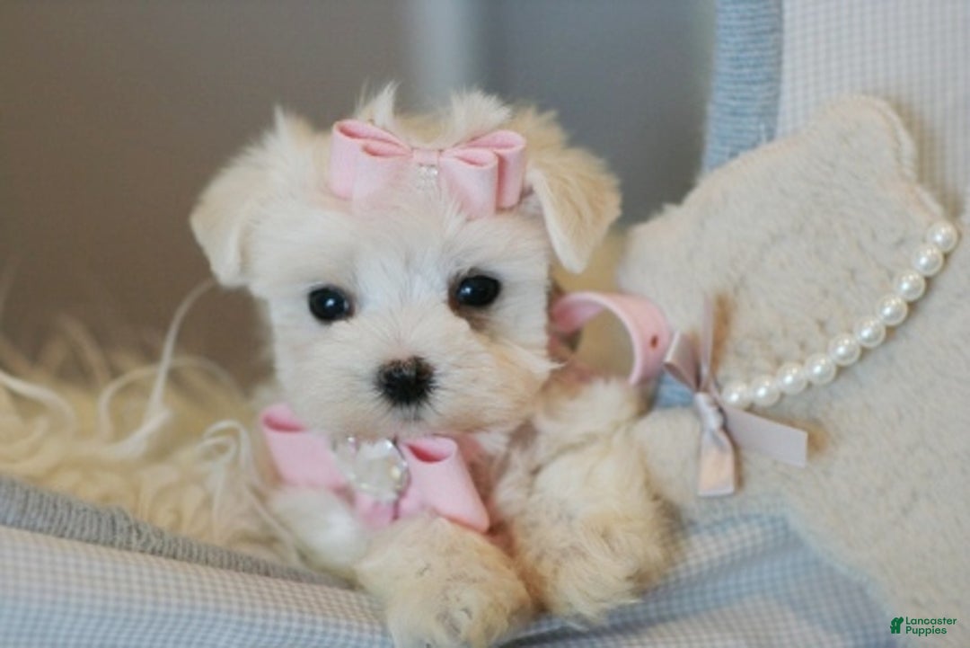 Maltese dogs for sale: Maltese Puppy 3 - Ad 2