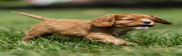 Cavalier King Charles Spaniel dogs for sale: Jasper Cavalier King Charles Spaniel  - Ad 8
