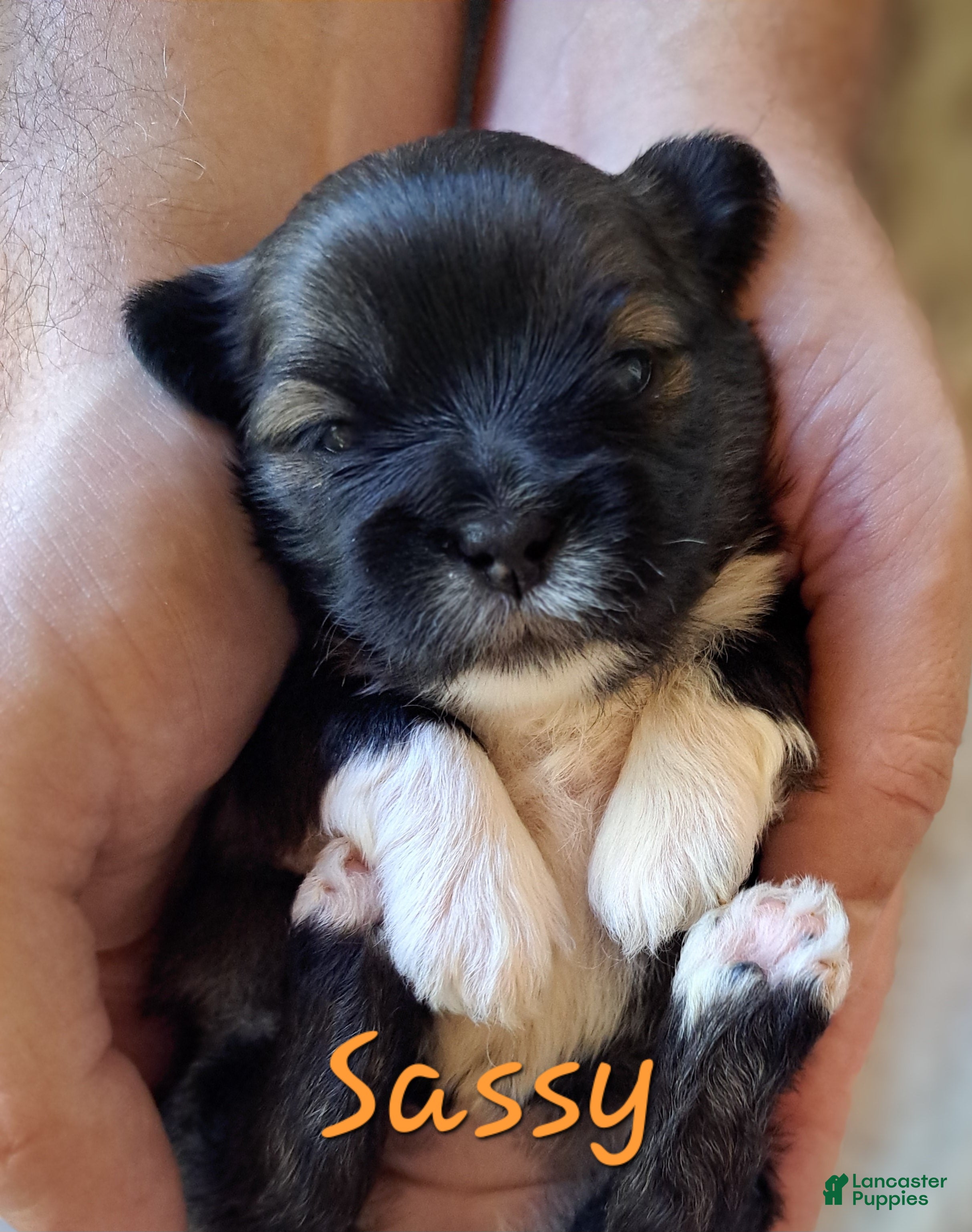 Lhasa Apso dogs for sale: Sassy - Ad 1