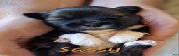 Lhasa Apso dogs for sale: Sassy - Ad 1