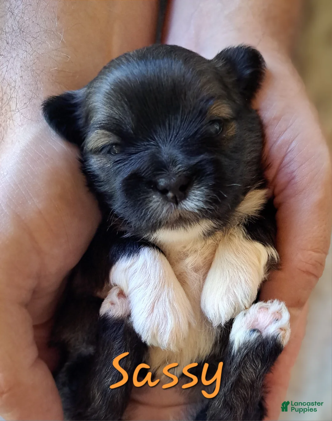 Lhasa Apso dogs for sale: Sassy - Ad 1