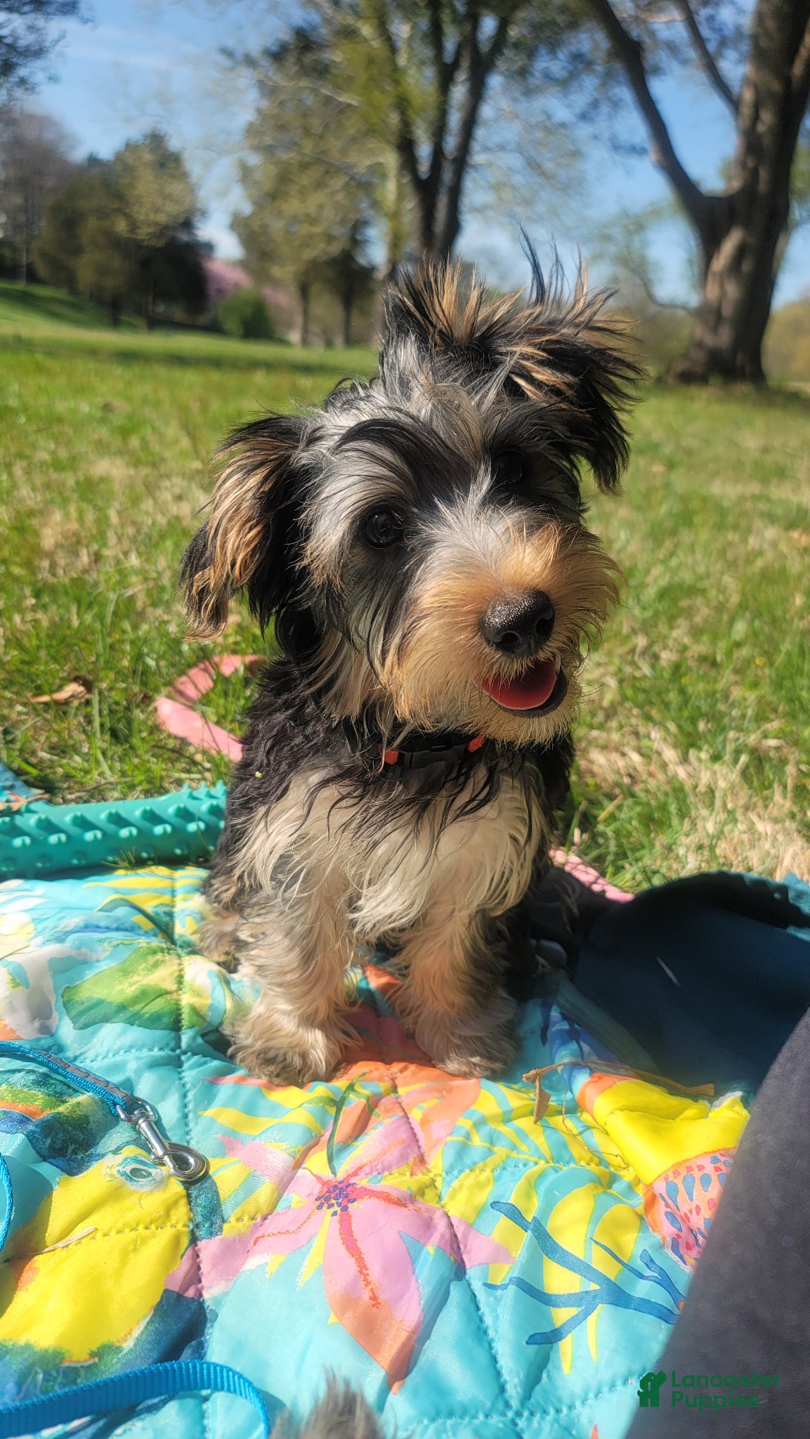Yorkshire Terrier dogs Yorkshire Terrier Puppy 1 - Ad 5