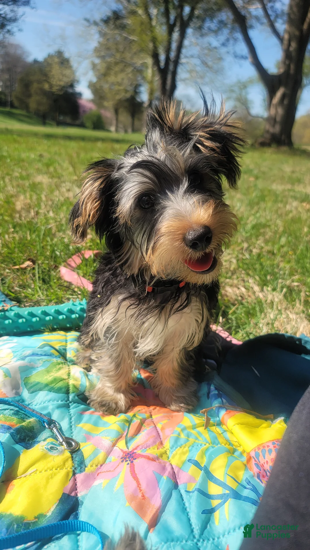 Yorkshire Terrier dogs for sale: Yorkshire Terrier Puppy 1 - Ad 1