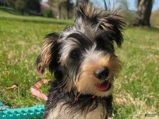 Yorkshire Terrier dogs Yorkshire Terrier Puppy 1 - Ad 5