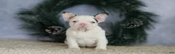 French Bulldog dogs for sale: Logan - Ad 12
