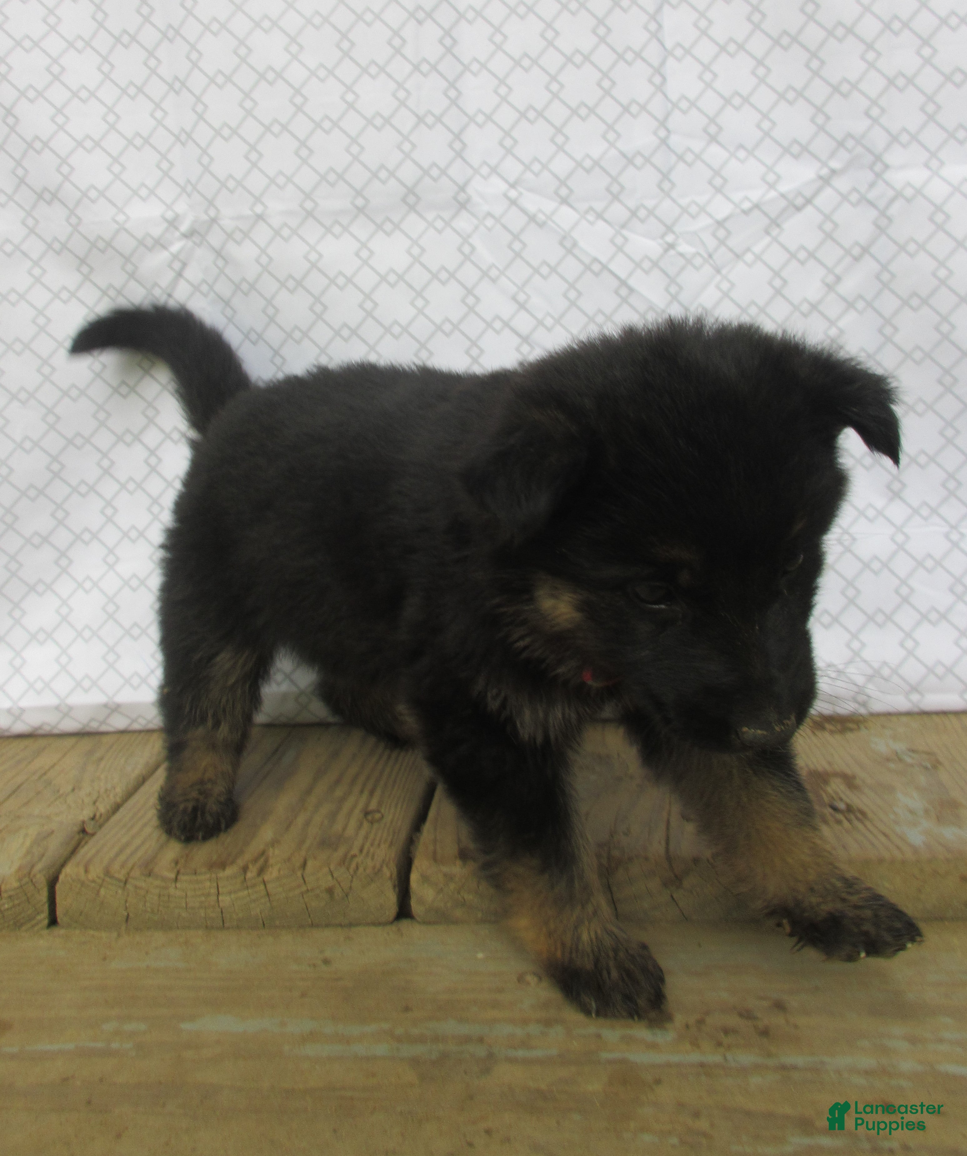 German Shepherd dogs Venus - Ad 2