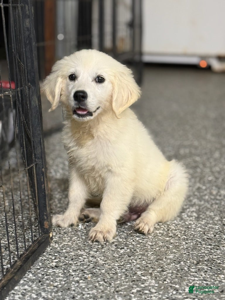 Golden Retriever dogs Jake - Ad 2
