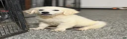 Golden Retriever dogs for sale: Jake - Ad 2