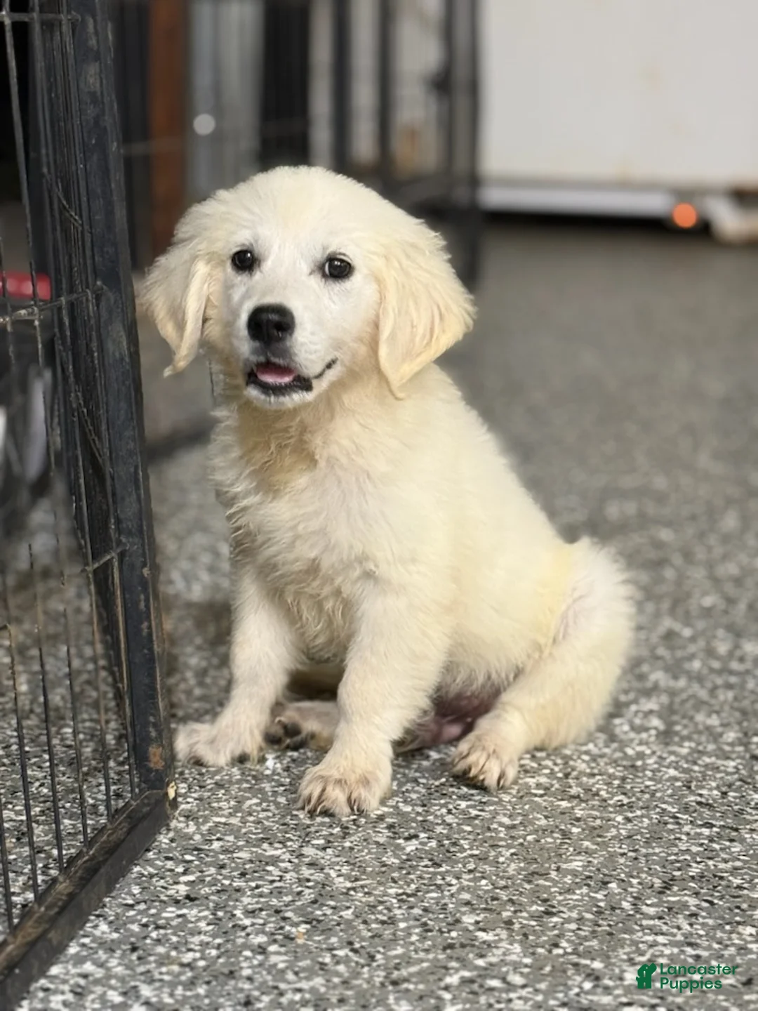 Golden Retriever dogs for sale: Jake - Ad 2