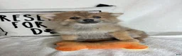 Pomeranian dogs for sale: Penelope - Ad 3