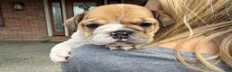 English Bulldog dogs for sale: Precious - Ad 3