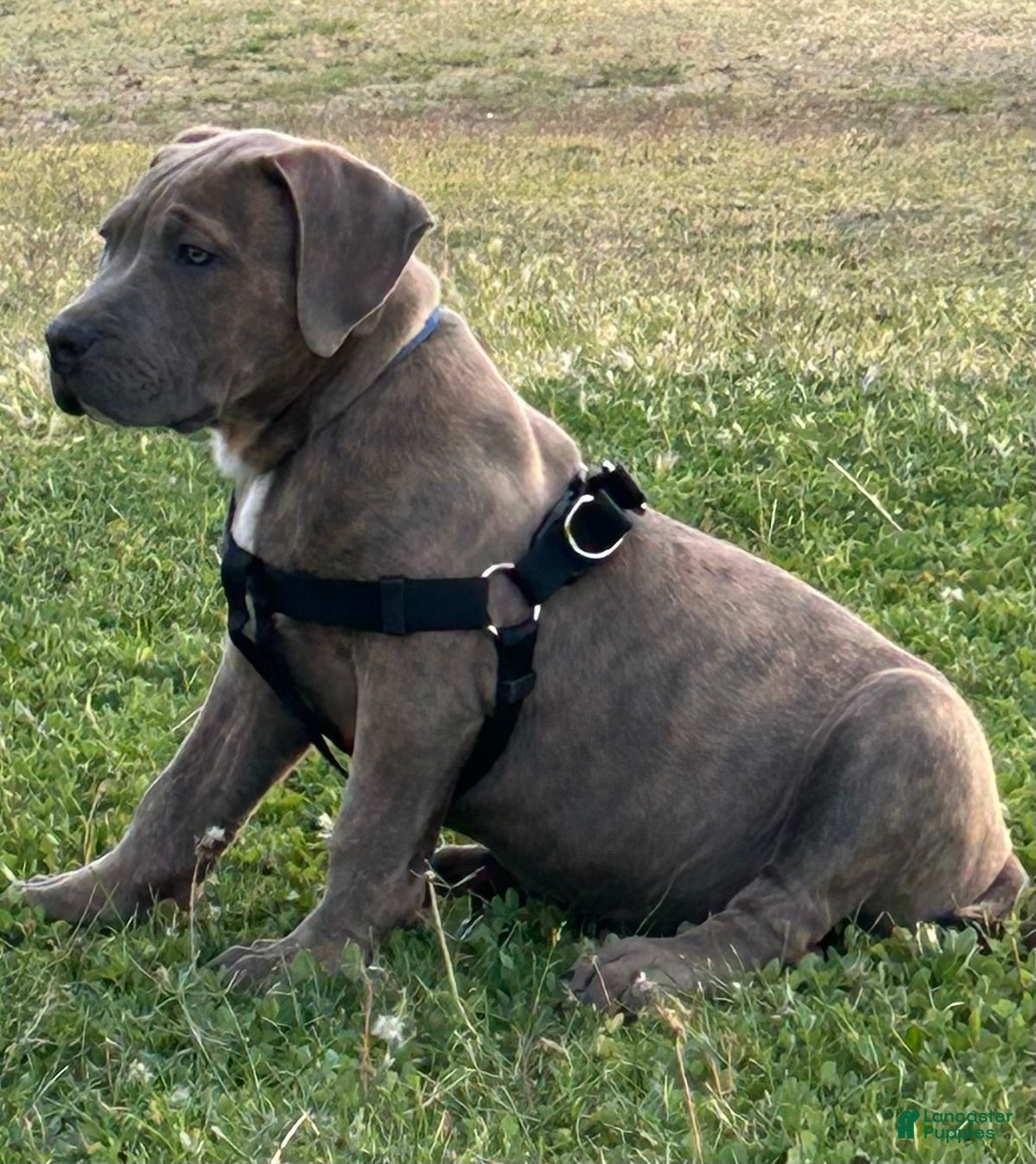 American Bully dogs GLACIUS - Ad 4