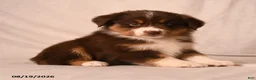 Miniature Australian Shepherd dogs for sale: Poppy - Ad 2