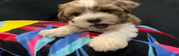 Mixed Breed dogs for sale: LeeLee - Ad 15