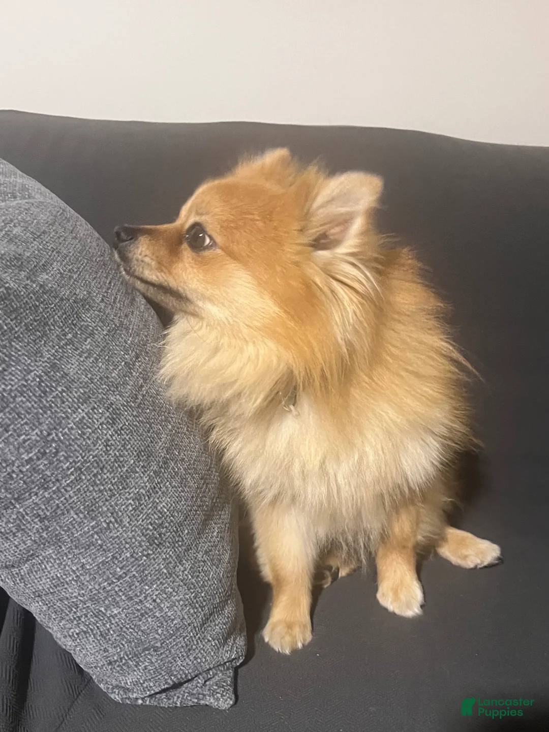 Pomeranian dogs for sale: Pomeranian Puppy 1 - Ad 8