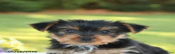 Yorkshire Terrier dogs for sale: Dexter - Ad 3