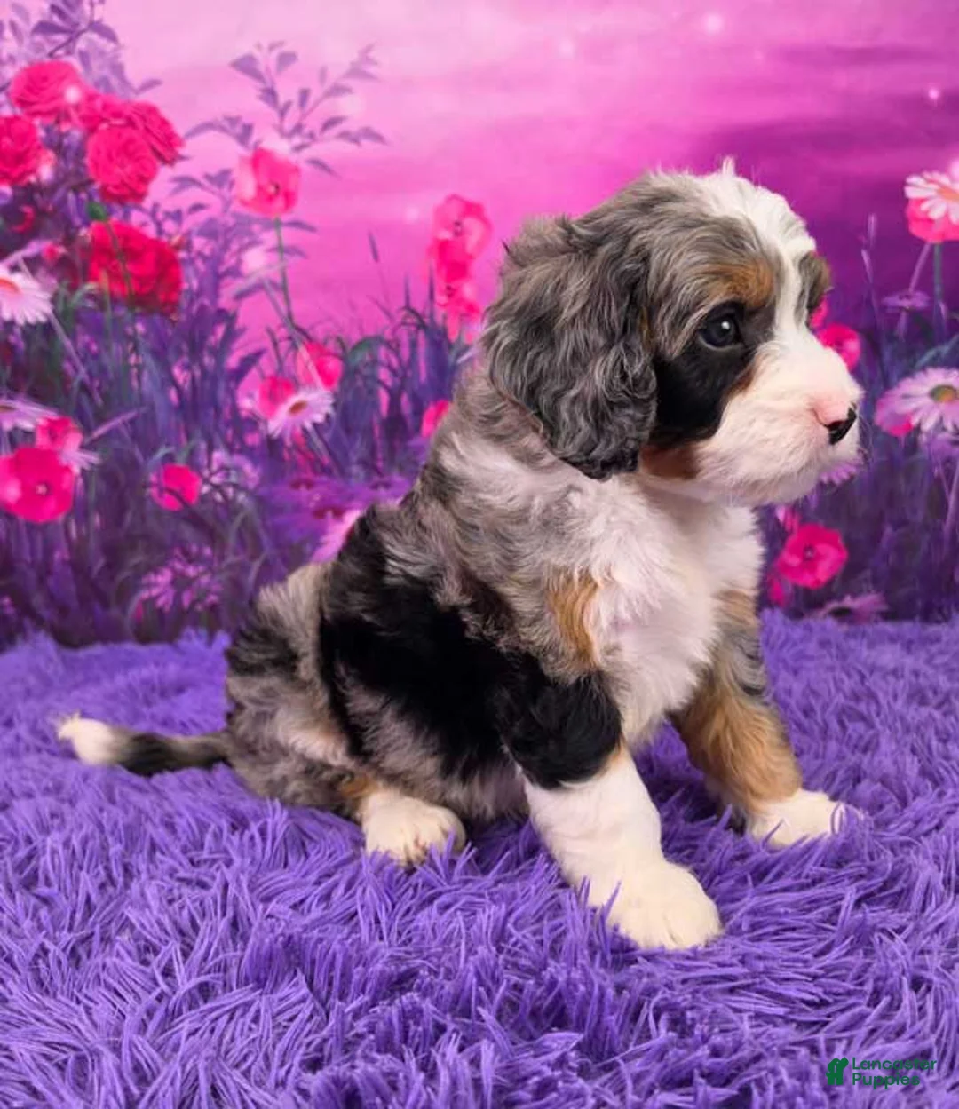 Mini Bernedoodle dogs for sale: Paris - Ad 2