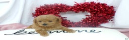 Goldendoodle dogs for sale: Bailey - Ad 4