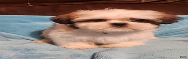 Shih Tzu Puppy 3
