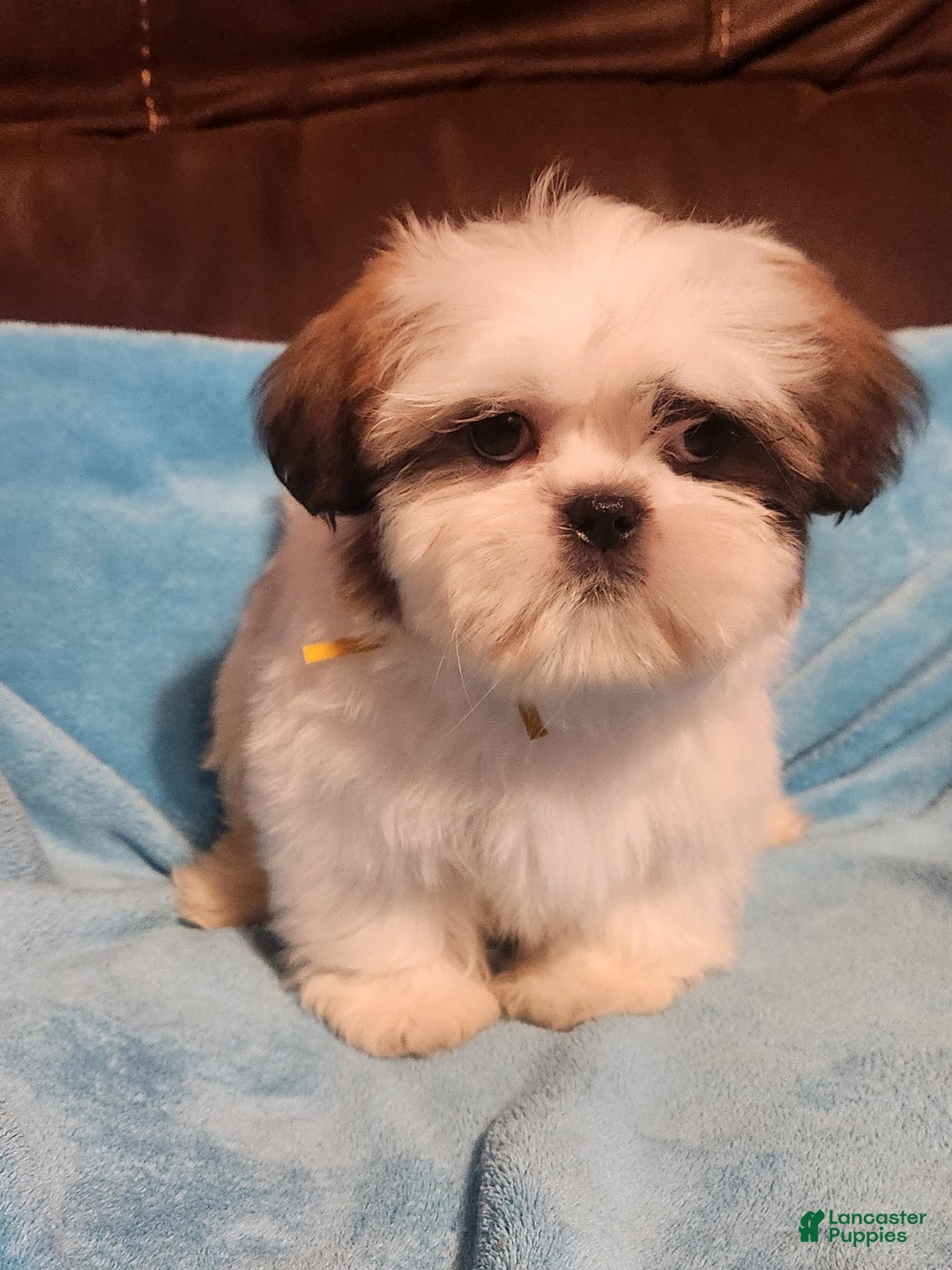 Shih Tzu dogs for sale: Shih Tzu Puppy 3 - Ad 1